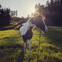 Bodenarbeit in der Abendsonne